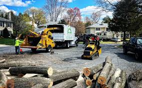 Best Tree Disease Treatment  in Crab Orchard, WV