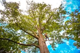 Best Tree Cabling and Bracing  in Crab Orchard, WV