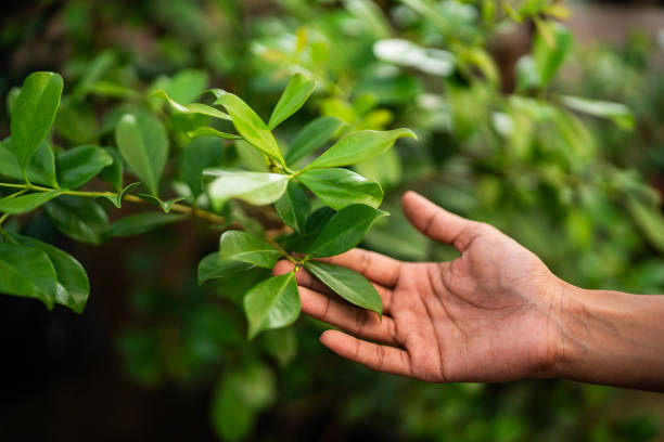 Best Tree Health Inspection  in Crab Orchard, WV