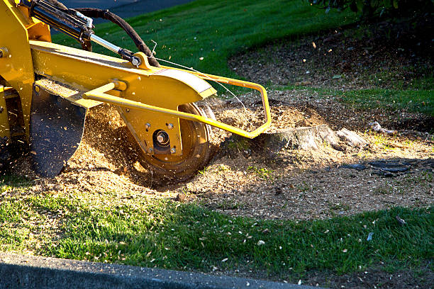 Best Lawn Grading and Leveling  in Crab Orchard, WV